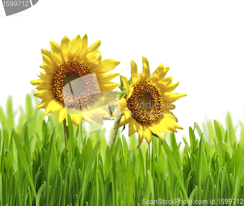 Image of Sunflowers