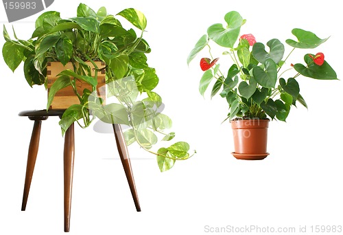 Image of Houseplants 2 for 1