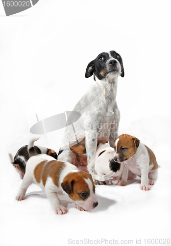 Image of mother and puppies jack russel terrier