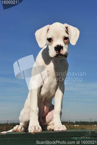 Image of white puppy boxer