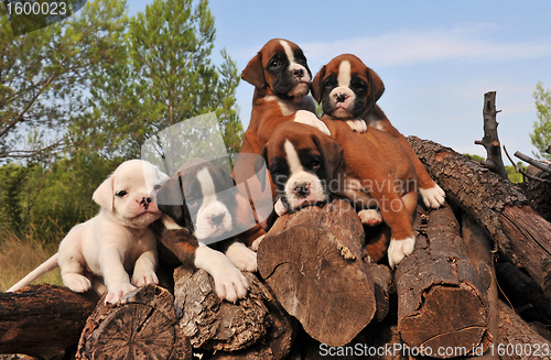 Image of five puppies boxer