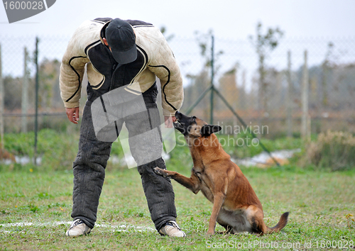 Image of malinois and man in attack