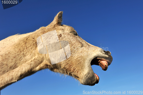 Image of Yawning horse