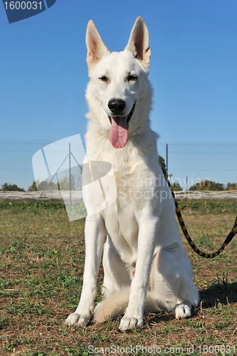 Image of Swiss shepherd 