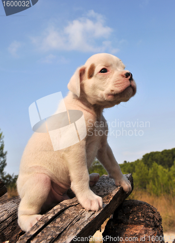 Image of puppy boxer