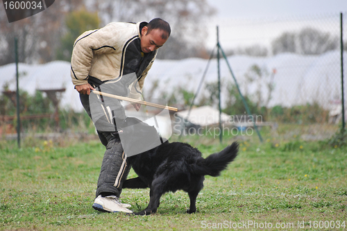 Image of Groenendael in attack