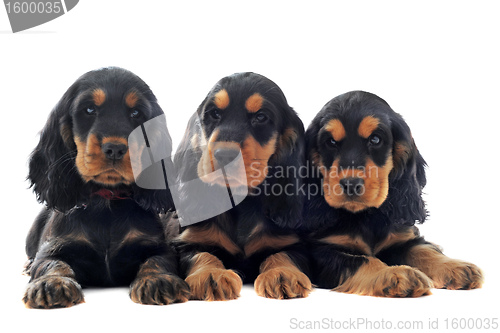 Image of puppies english cocker