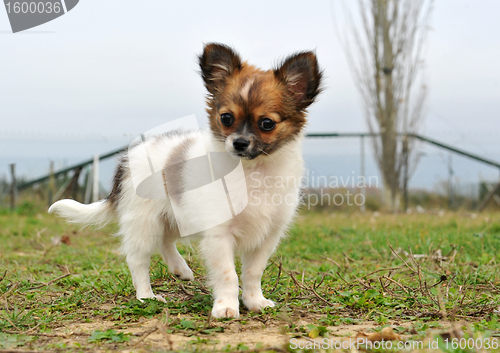 Image of puppy chihuahua