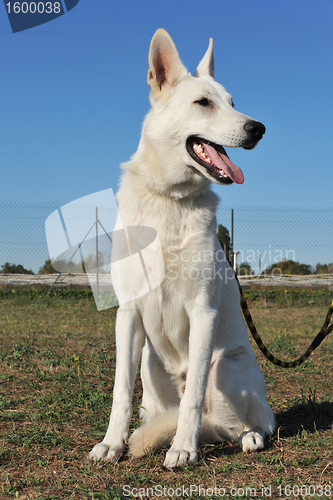 Image of Swiss shepherd 