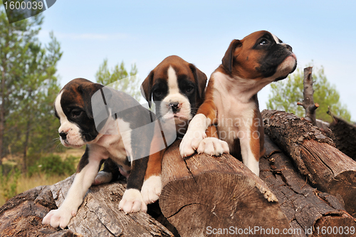 Image of puppies boxer