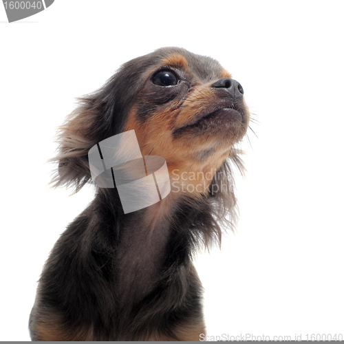 Image of puppy chihuahua