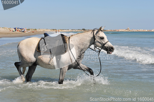 Image of arabian horse