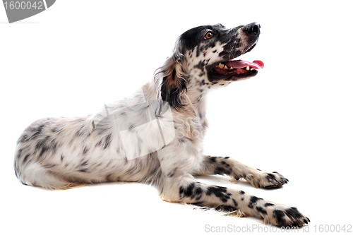 Image of english setter