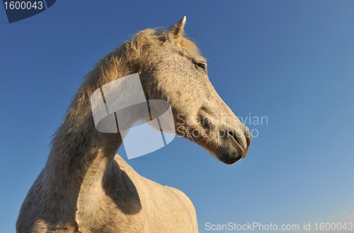 Image of Camargue horse