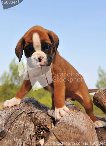 Image of puppy boxer
