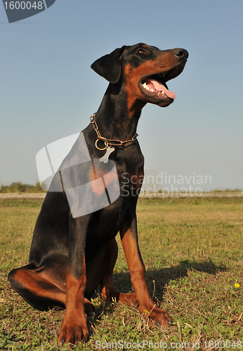 Image of young doberman