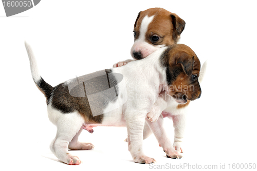 Image of puppies jack russel terrier