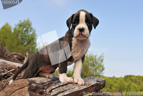 Image of puppy boxer