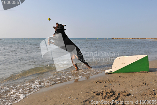 Image of flyball on the beach