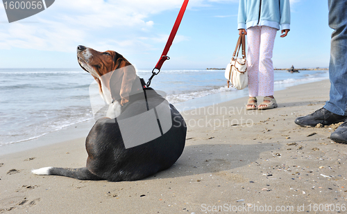 Image of dog scratching on the beach