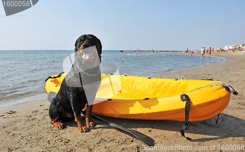 Image of rottweiler on the beach