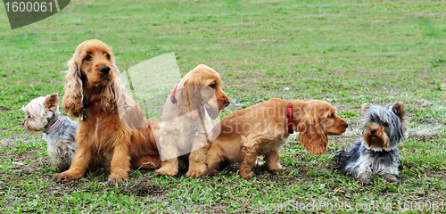 Image of five little dogs