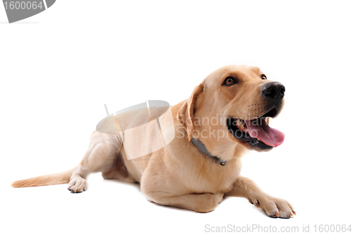 Image of labrador retriever