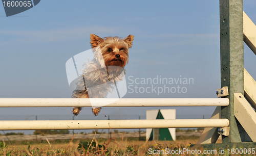 Image of jumping yorkshire