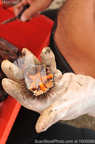 Image of opening an urchin