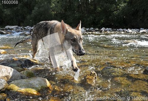 Image of wolf in a river