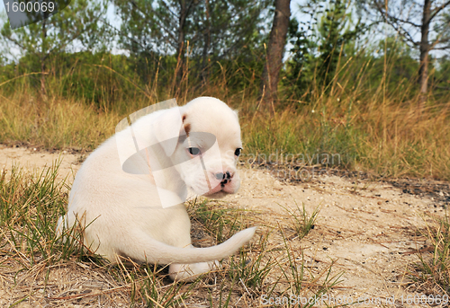 Image of puppy white bower