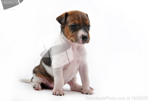 Image of puppy jack russel terrier