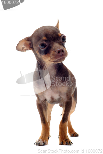 Image of puppy chihuahua