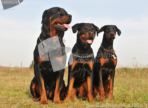 Image of three guard dogs