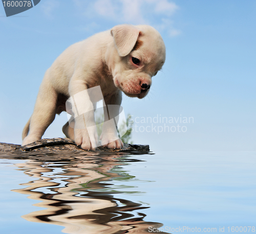 Image of puppy boxer and water