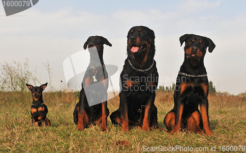 Image of three guard dogs and pinsher