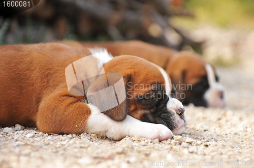 Image of puppies boxer