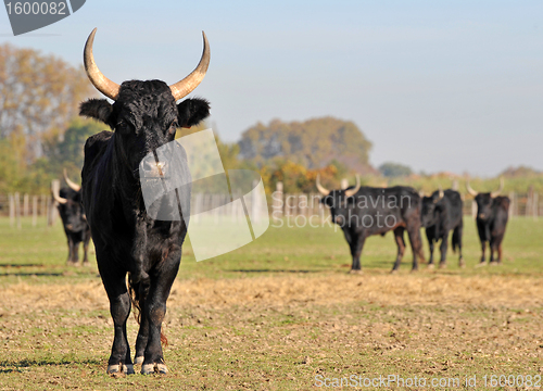 Image of Camargue bull