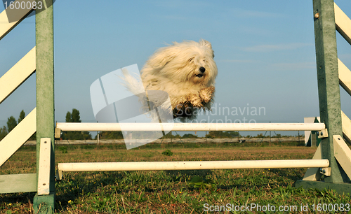 Image of maltese dog in agility