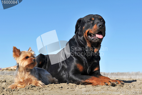 Image of rottweiler and yorkshire terrier