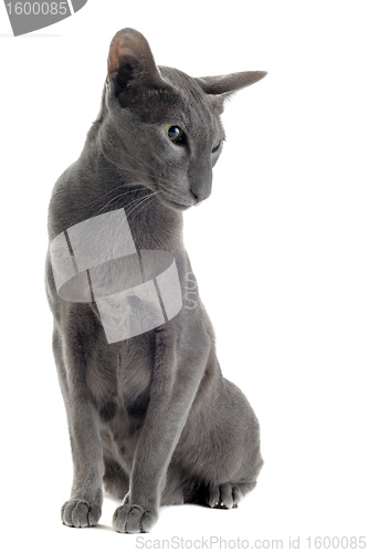 Image of gray oriental cat