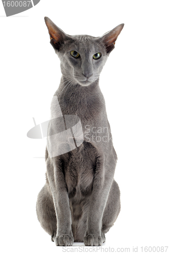 Image of gray oriental cat