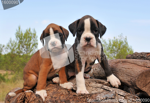Image of puppies boxer