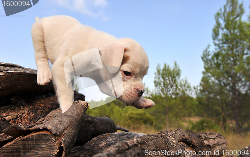 Image of white puppy boxer
