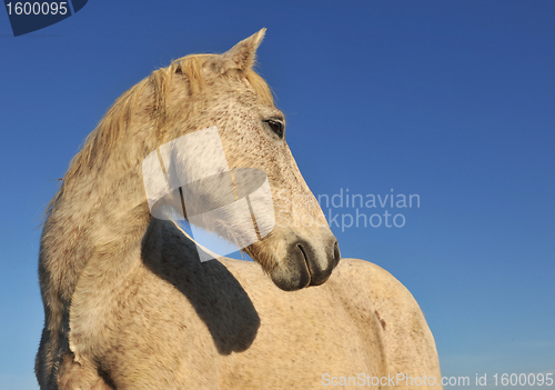 Image of Camargue horse