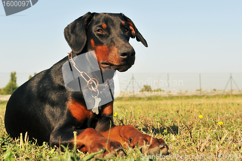 Image of doberman