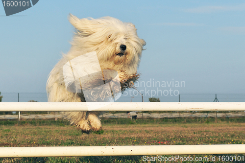 Image of jumping dog