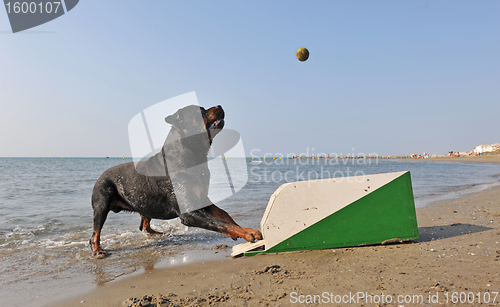 Image of flyball on the beach