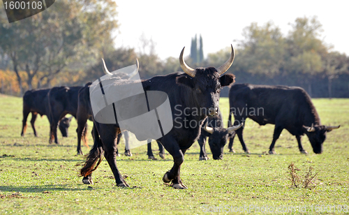 Image of Camargue bulls