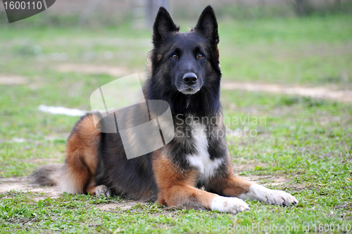 Image of belgian shepherd tervueren